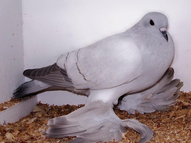 При гарному догляді льотні голуби живуть до 15 років
