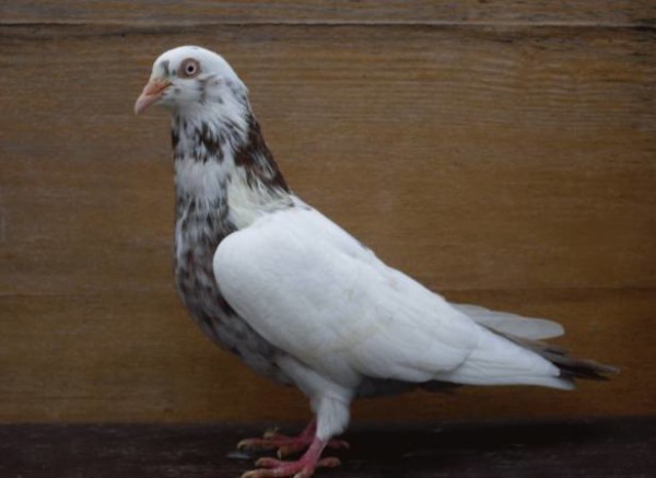 Назва породи Фотографія Опис Американські кормілкі   У практиці розведення голубів широко використовуються так звані «кормілкі»