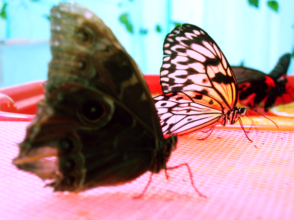 В одному з кінців залу, де розташовується виставка живих тропічних метеликів, розташований стіл з піддонами, на яких в ряд складені солодкі і трохи заграв фрукти: саме вони складають повсякденний раціон метеликів