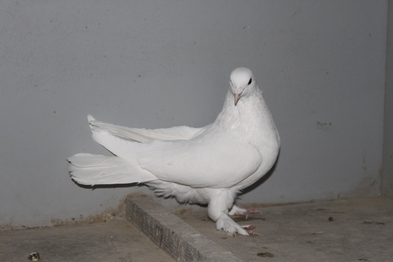 Бакинські голуби дуже люблять воду, вона повинна бути завжди свіжою