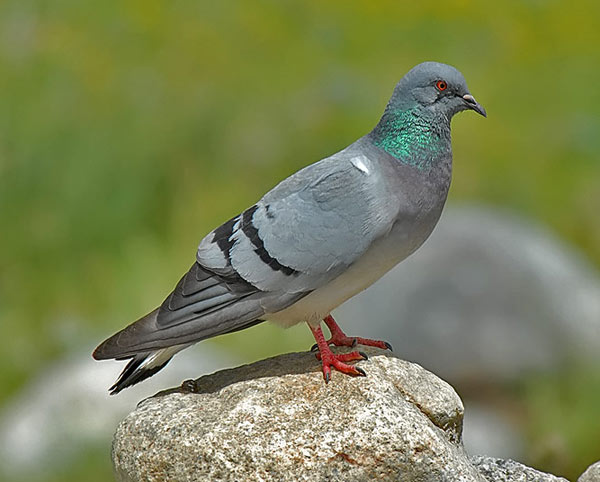 кам'яний голуб   Кам'яний голуб поширений на всьому Євразійському континенті
