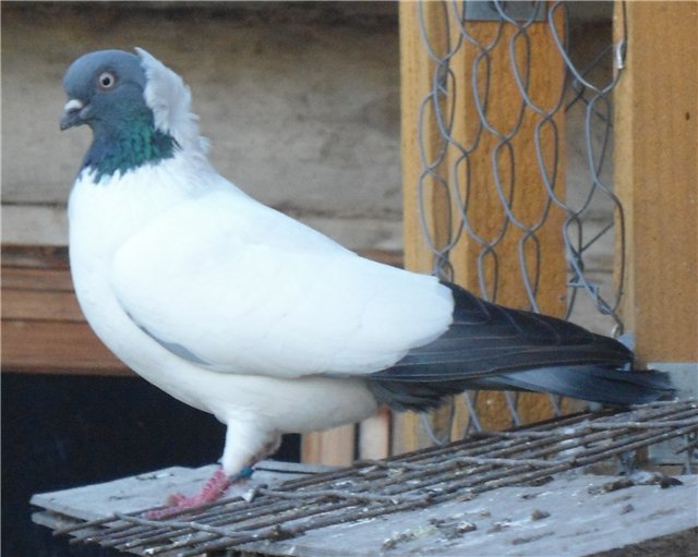 Ця порода домашніх голубів була виведена на території Німеччини в далекому 17 столітті