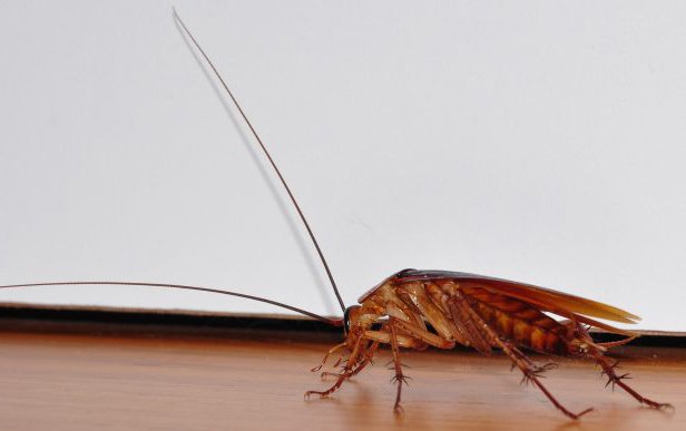 Які експерименти проводять над комахами і наскільки ефективні популярні засоби