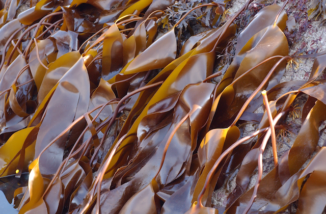 Ламінарія, вона ж морська капуста, відноситься до класу бурих водоростей