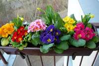 Про те, як правильно підібрати   балконний ящик для квітів і кріплення   для нього, ми розповіли в нашій статті